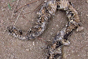 Desiccated Rattlesnake